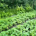 Hébergement de vacances Peipsi House *