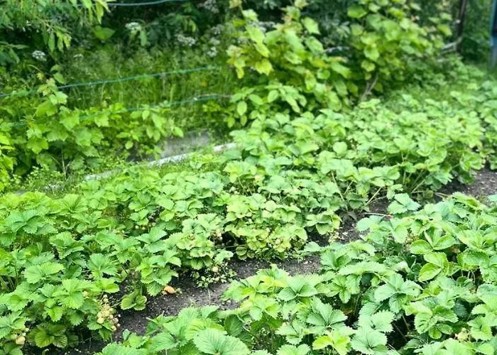 Semesterbostad Peipsi House *